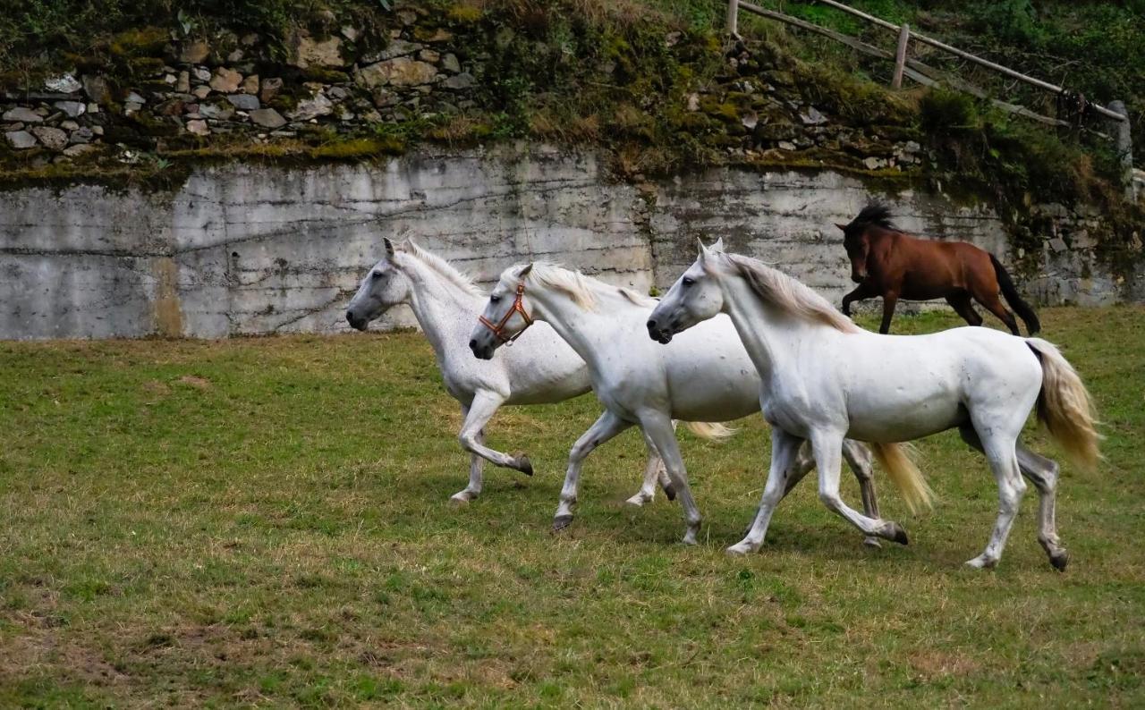 Hotel Rural Las Montanas De Pumar Besullo Zewnętrze zdjęcie